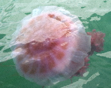 Jellyfish